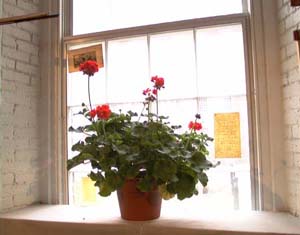 pot of geraniums on window ledge